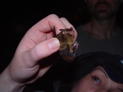 Myotis albescens
