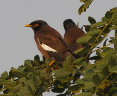 Acridotheres tristis