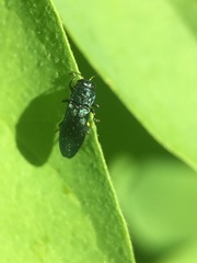 Agrilus cyanescens