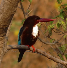 Halcyon smyrnensis