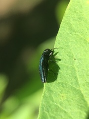 Agrilus cyanescens