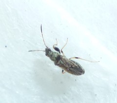 Pseudopachybrachius basalis