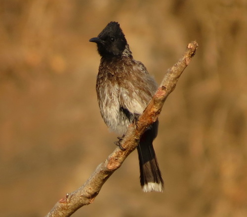 Red-vented Bulbul