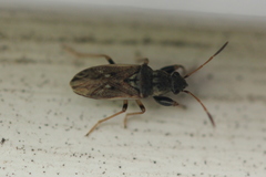 Pseudopachybrachius basalis