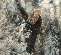 Pseudopachybrachius basalis