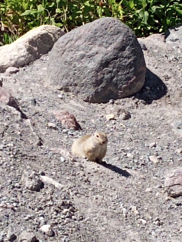 Caucasian Mountain Ground Squirrel