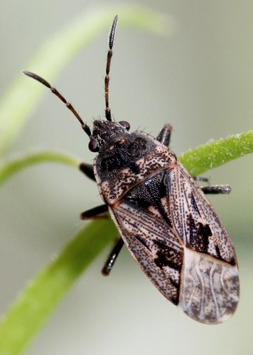 Margoji Dirvablakė nuotrauka