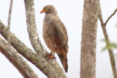 Rufous-Winged Buzzard photo 3