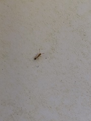 Monomorium pharaonis