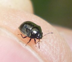 Corimelaena lateralis