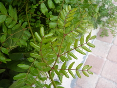 Vachellia choriophylla