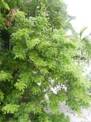 Vachellia choriophylla