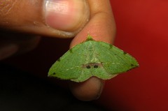 Heterolocha patalata