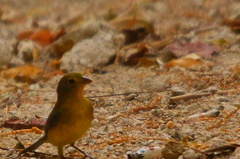 Passerina leclancherii