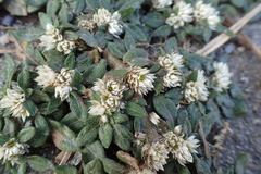 Alternanthera paronychioides