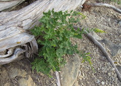 Solidago radula