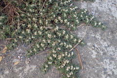 Alternanthera paronychioides