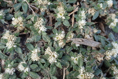 Alternanthera paronychioides