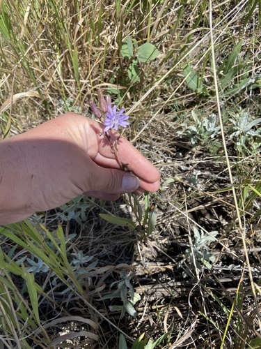 common blue lettuce
