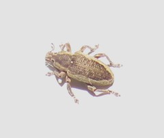 Eudiagogini