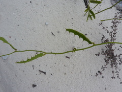 Smilax gracilior