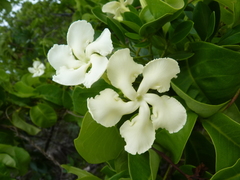 Echites umbellatus