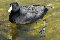 Fulica americana