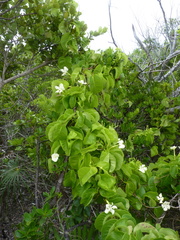 Echites umbellatus