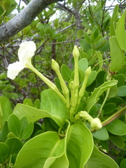 Echites umbellatus