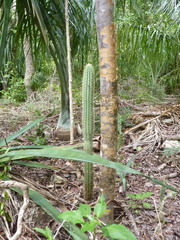 Pilosocereus
