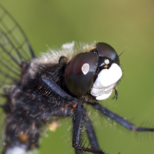 Dot-tailed Whiteface