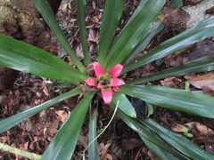 Nidularium innocentii