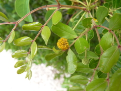 Vachellia choriophylla