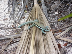 Pholidoscelis auberi