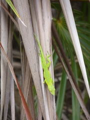 Anolis smaragdinus