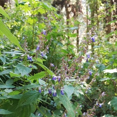 Salvia plurispicata