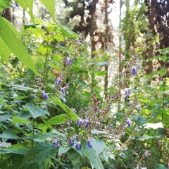 Salvia plurispicata
