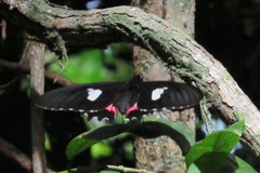 Parides anchises
