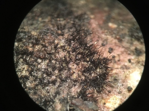 Representative image of Massarinaceae