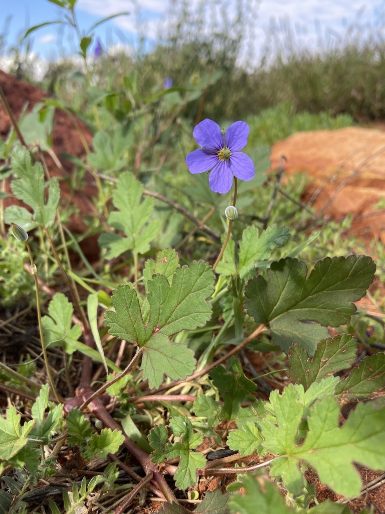 Erodium cygnorum