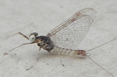 Maccaffertium modestum