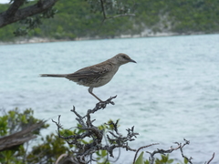 Mimus gundlachii