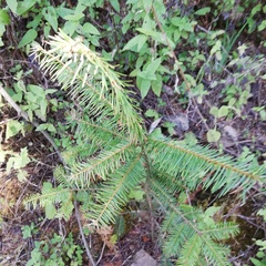 Abies religiosa