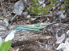 Pholidoscelis auberi