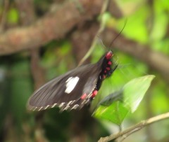 Parides anchises