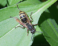 Polistes cinerascens