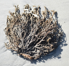 Clathria prolifera