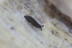 Ceratophysella