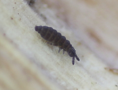 Ceratophysella