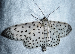 Antipercnia belluaria